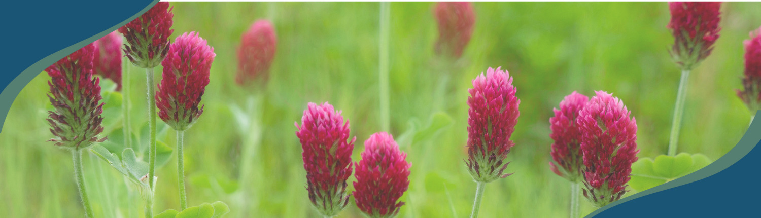 A landscape image of pink flowers in a green field.